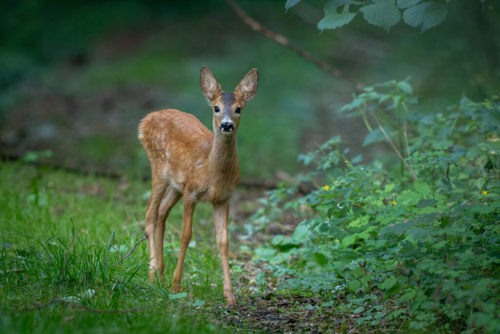 A young deer fawn standing alert in a lush green forest, representing the fawn trauma response in therapy