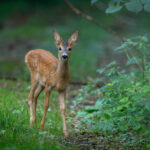 A young deer fawn standing alert in a lush green forest, representing the fawn trauma response in therapy