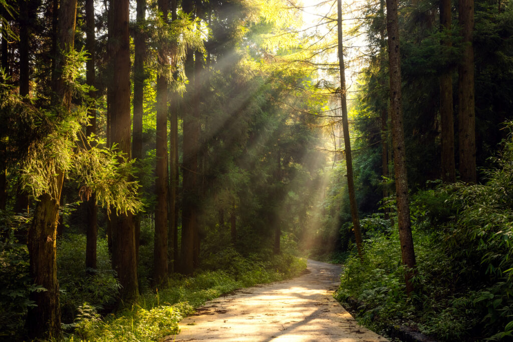Sunbeams streaming through tall trees onto a winding forest path surrounded by lush green foliage and morning mist