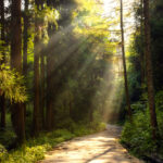 Sunbeams streaming through tall trees onto a winding forest path surrounded by lush green foliage and morning mist