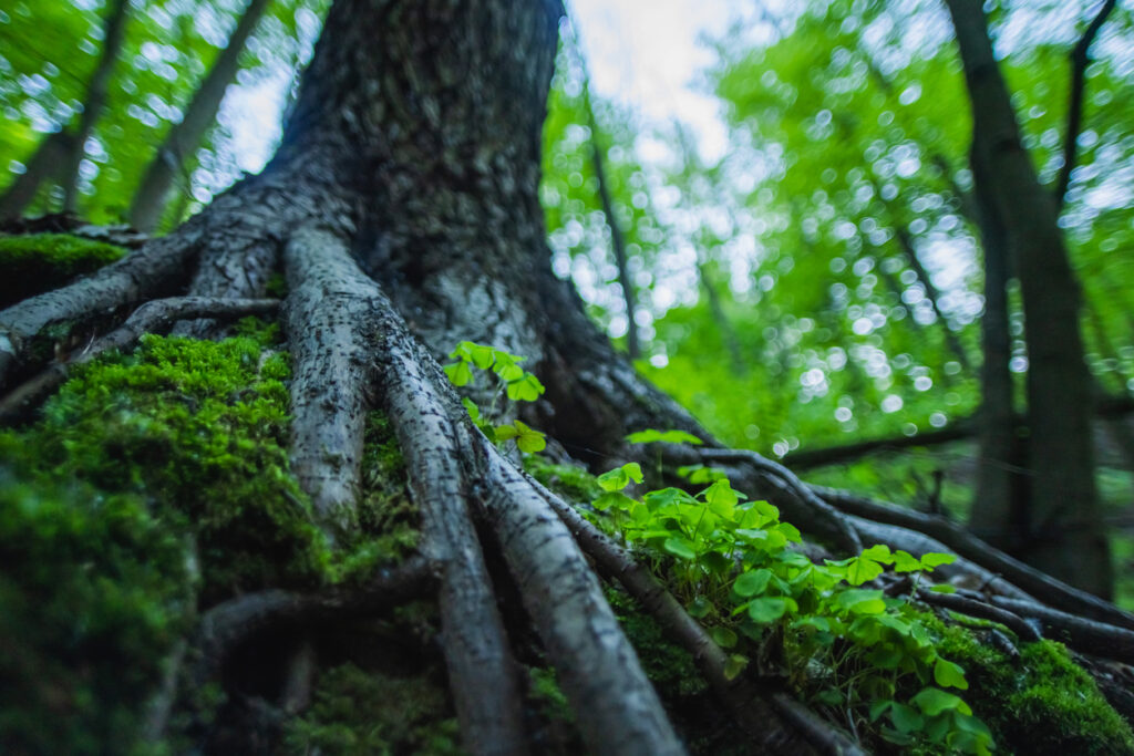 Close-up of deep tree roots covered in moss with small green plants growing alongside them in a lush forest, symbolizing family patterns and new growth in healing