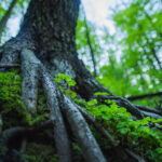 Close-up of deep tree roots covered in moss with small green plants growing alongside them in a lush forest, symbolizing family patterns and new growth in healing