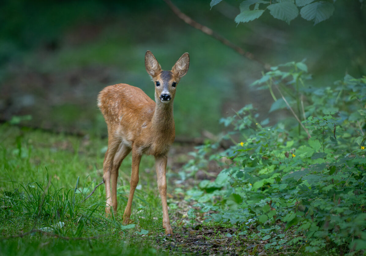 A young deer fawn standing alert in a lush green forest, representing the fawn trauma response in therapy