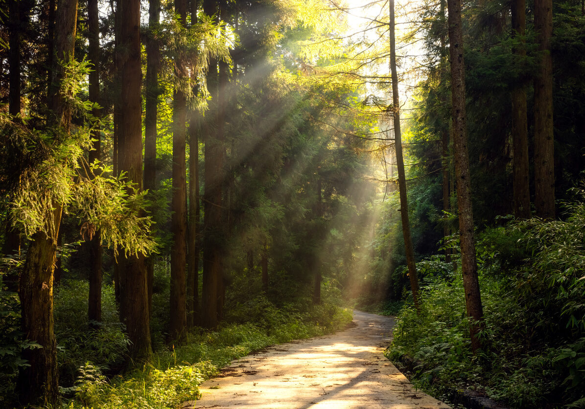Sunbeams streaming through tall trees onto a winding forest path surrounded by lush green foliage and morning mist