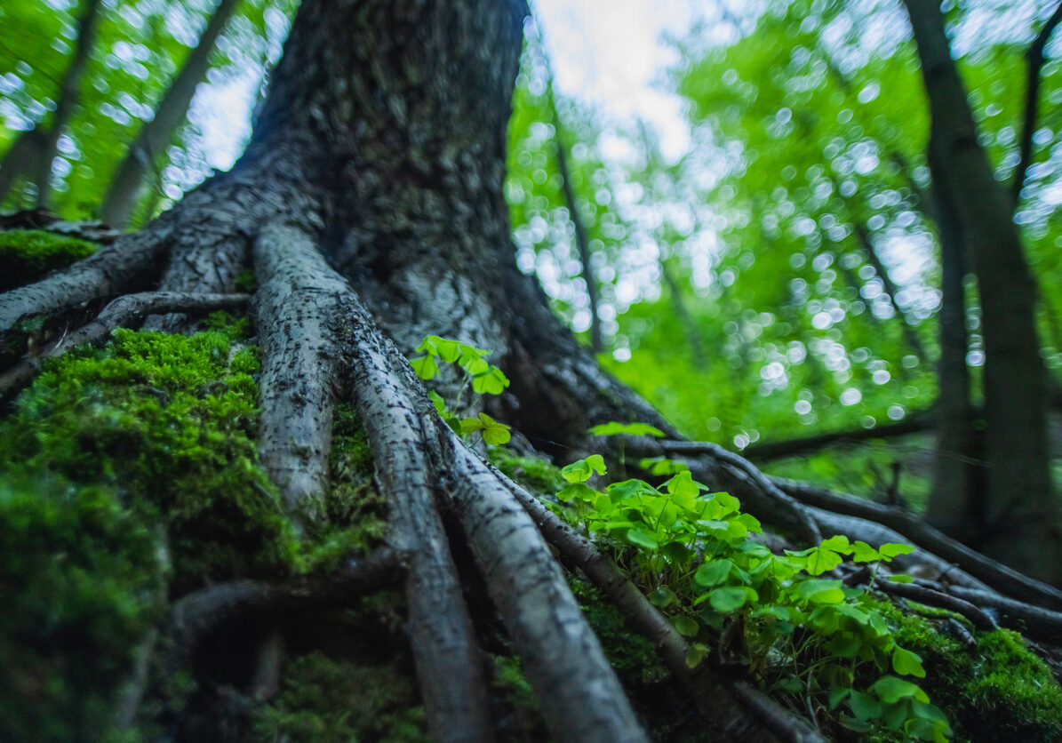 Close-up of deep tree roots covered in moss with small green plants growing alongside them in a lush forest, symbolizing family patterns and new growth in healing